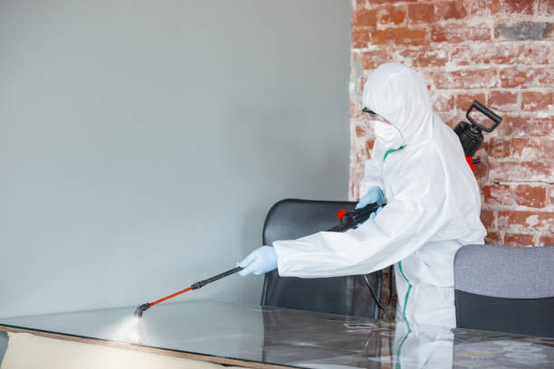 Why You Should Choose Our Mold Remediation Services in Carmel Valley Village, CA